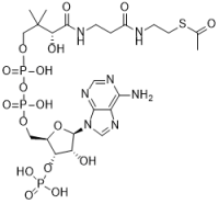 Acetyl CoA