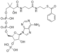 Benzoyl CoA