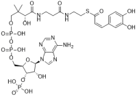 Caffeoyl CoA