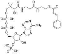 Cinnamoyl CoA