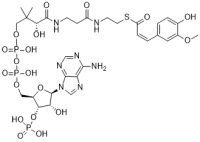 Feruloyl CoA
