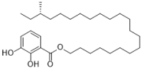 Gentiside B