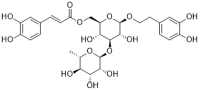 Isoacteoside