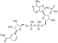 NADPH tetrasodium salt