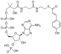 p-Coumaroyl CoA
