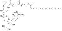 Palmitoyl CoA