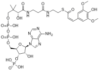 Sinapoyl CoA
