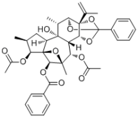 Trigothysoid L