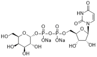 Uridine 5'-diphosphogalactose disodium